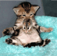 /album/animacie-/a06831c7251-5432085-o2-gif/